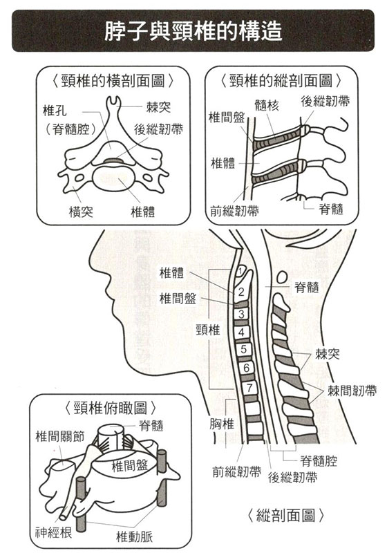 肩頸痠痛 主治項目 中醫減重 肩頸痠痛五項原因報您知 天元中醫診所信義區松山區大安區首選